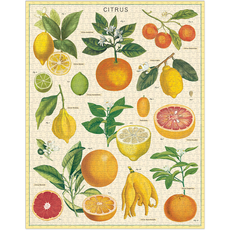 Cavallini & Co. Citrus