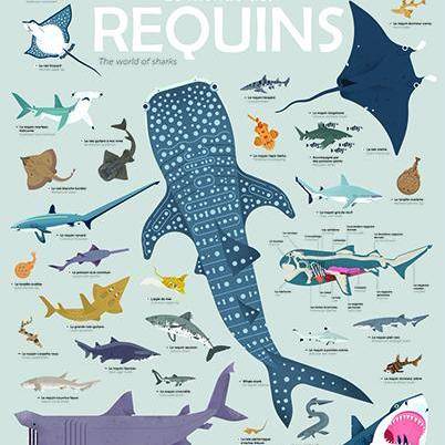 Poppik Discovery Poster XXL Sharks
