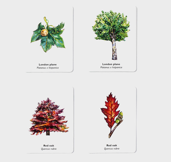 Match a Leaf -A Tree Memory Game
