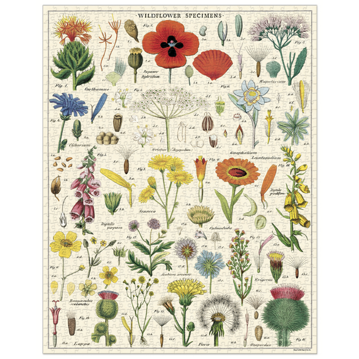 Cavallini & Co. Wild Flowers