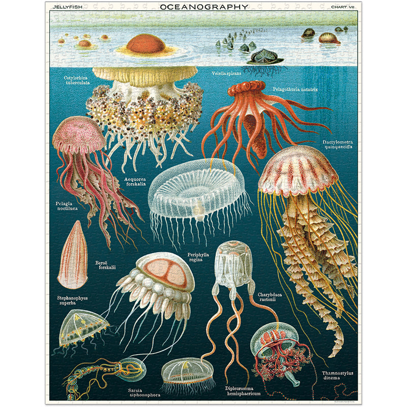 Cavallini & Co. JellyFish