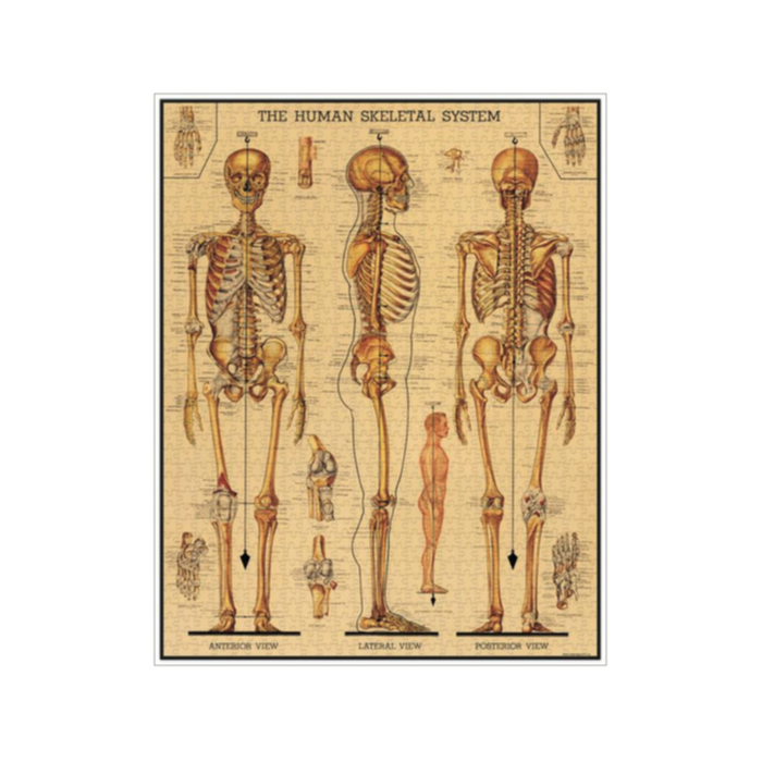 Cavallini & Co. Skeletal System